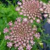 Red Ornamental Carrot_2