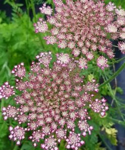 Red Ornamental Carrot_2