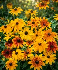 Alternative view of Buzzy Rudbeckia Gloriosa Daisy Coneflower seeds 0.5g | Vibrant Coneflowers