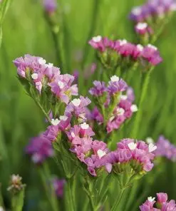 Alternative view of Statice | Buzzy Limonium Deep Rose seeds 0.2g