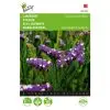 Limonium Deep Rose