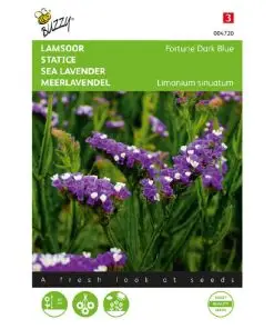 Limonium Deep Rose