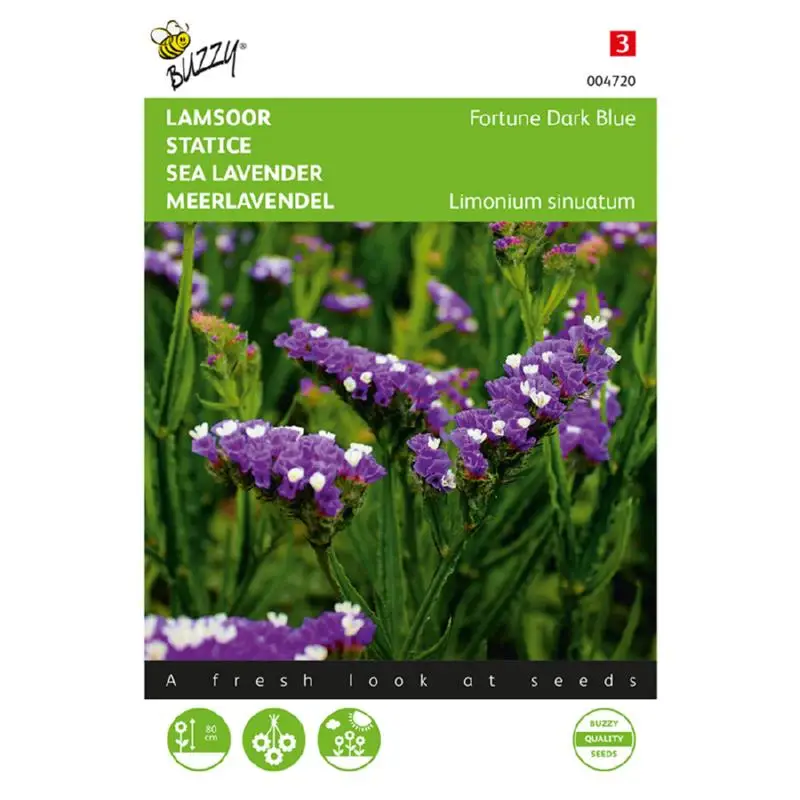Limonium Deep Rose