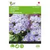 Phlox Blue Beauty