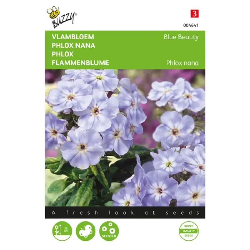 Phlox Blue Beauty