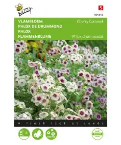 Phlox Cherry Caramel