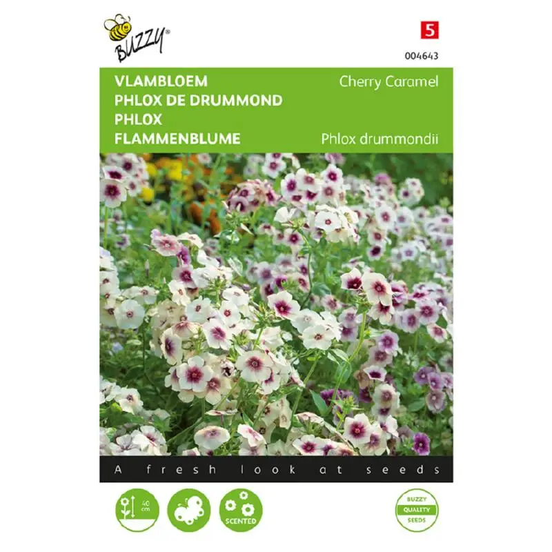 Phlox Cherry Caramel