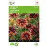 Rudbeckia Sahara Coneflower