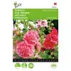 buzzy hollyhock summer carnival