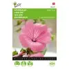 Lavatera Silver Cup