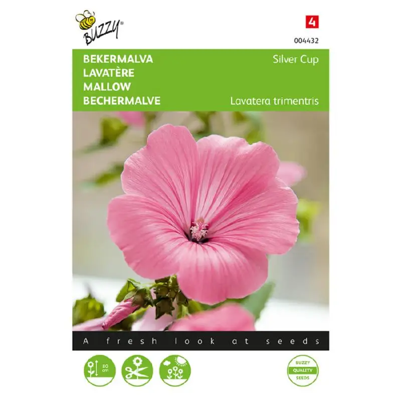 Lavatera Silver Cup