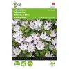Nemophila Five Spot