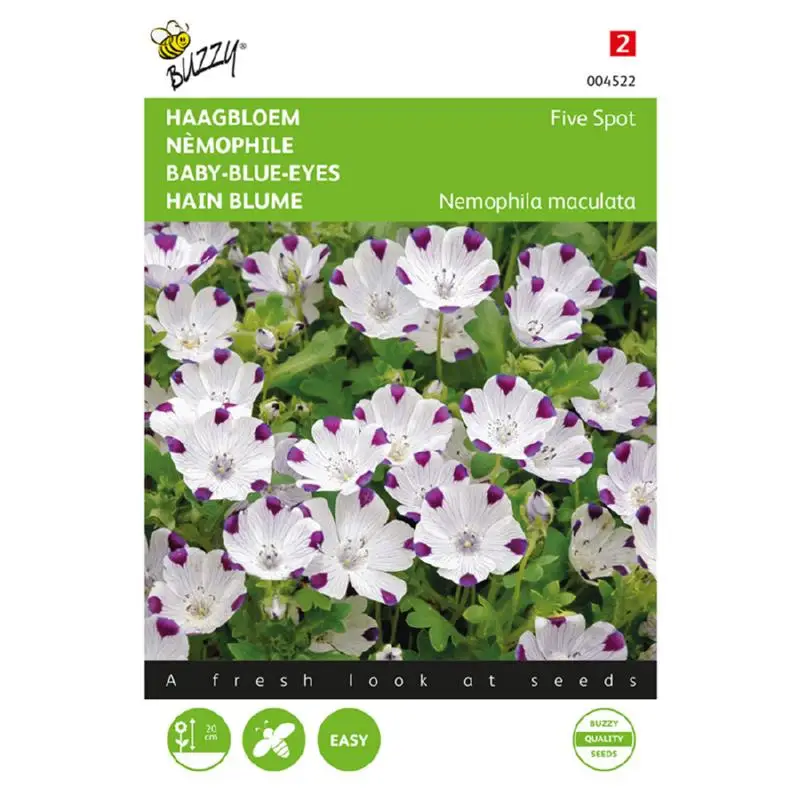 Nemophila Five Spot