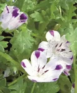 Alternative view of Buzzy Nemophila Five Spot Seeds 1g | Charming Bee-Friendly Ground Cover
