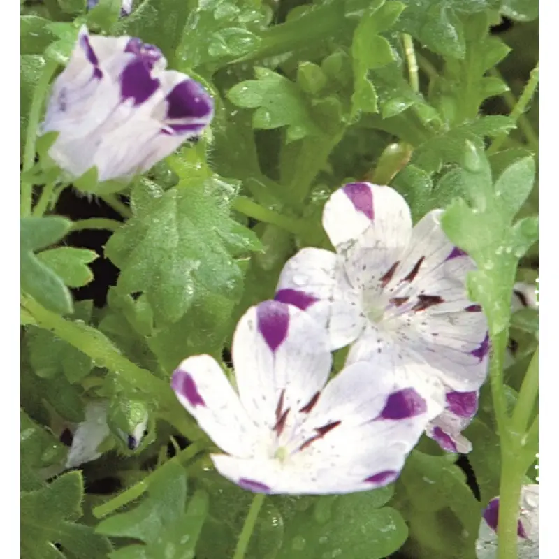 Buzzy Nemophila Five Spot Seeds 1g | Charming Bee-Friendly Ground Cover - Image 2