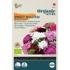 Organic Dianthus seeds