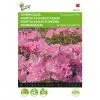 Godetia Sweetheart Pink