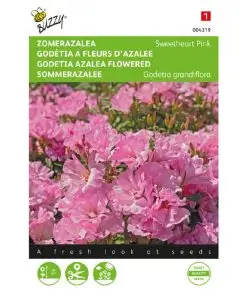Godetia Sweetheart Pink