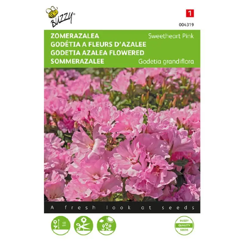 Godetia Sweetheart Pink