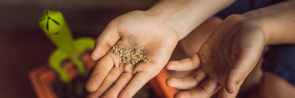 Organic Seeds Ireland