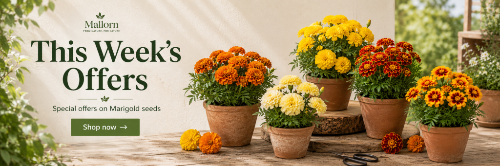 This Week’s Offers marigold seeds banner with yellow, orange, red and cream marigold flowers in terracotta pots for Irish gardens.