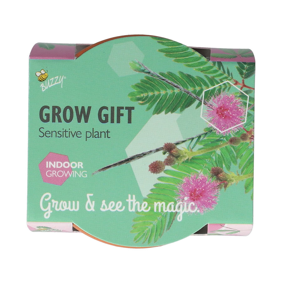 Buzzy Grow Gift Touch-Me-Not Mimosa Mini Pot - Image 3