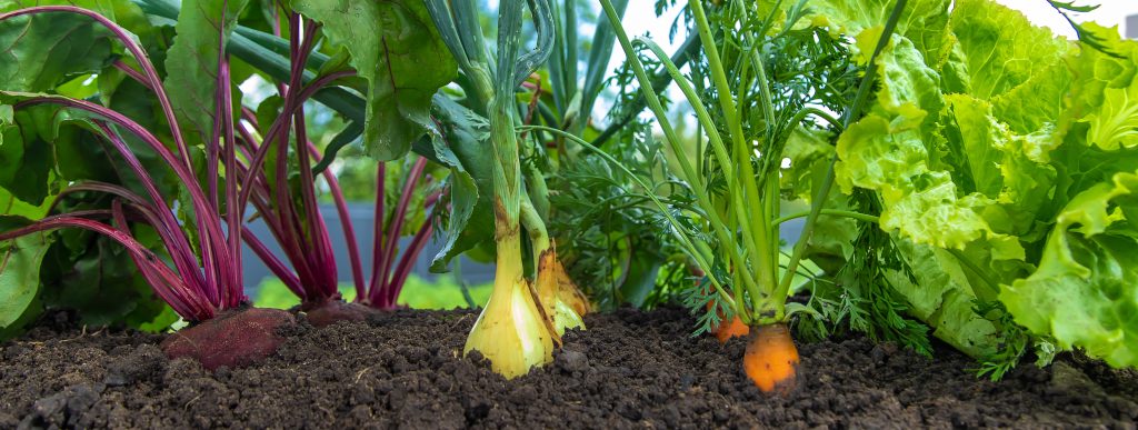 vegetalble to so in july