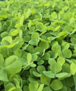 Buzzy Green Manure Crimson Clover 200g 80 sq.m - Image 4