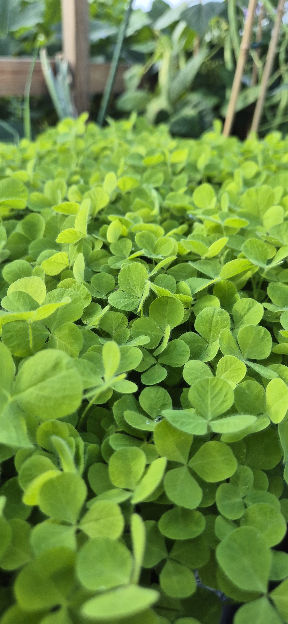 Buzzy Green Manure Crimson Clover 200g 80 sq.m - Image 4