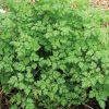 Common chervil (Anthriscus cerefolium) with fine green leaves growing in a herb garden.