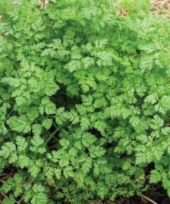 Common chervil (Anthriscus cerefolium) with fine green leaves growing in a herb garden.