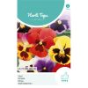 Pansy Aalsmeer Giants