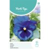 HT Pansy Alpine Lake