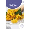 St Johns Wort Klamath Weed