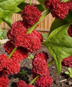 Alternative view of HT Strawberry Spinach seeds 0.1g Strawberry Blite