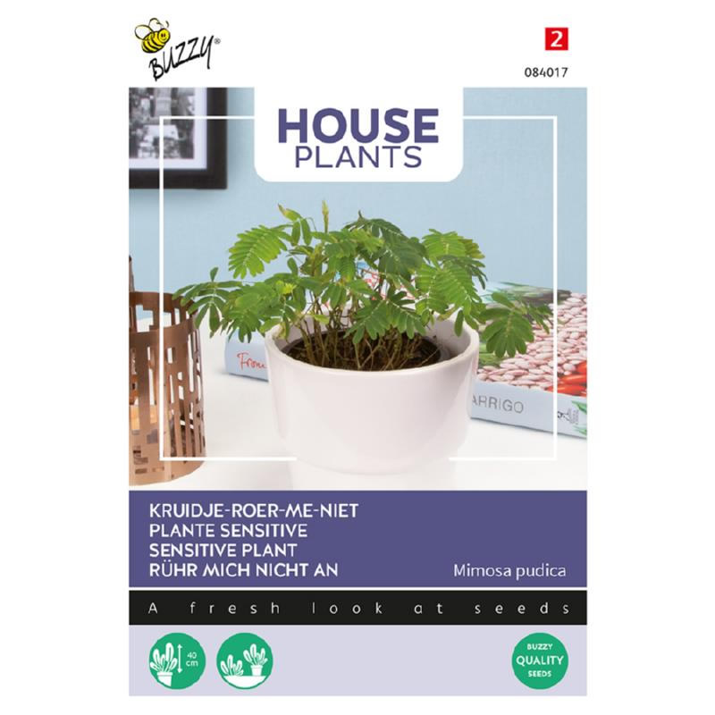 Touch me not mimosa Senetive plant seeds