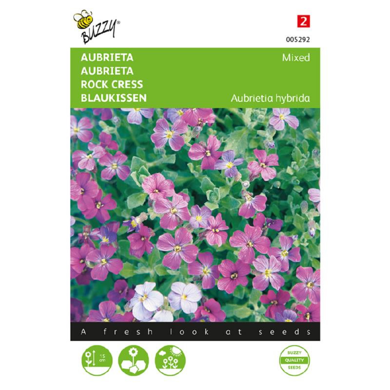 buzzy aubrieta grandiflora mixed