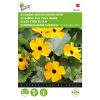 buzzy black-eyed susan