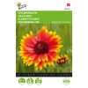 buzzy blanket flower