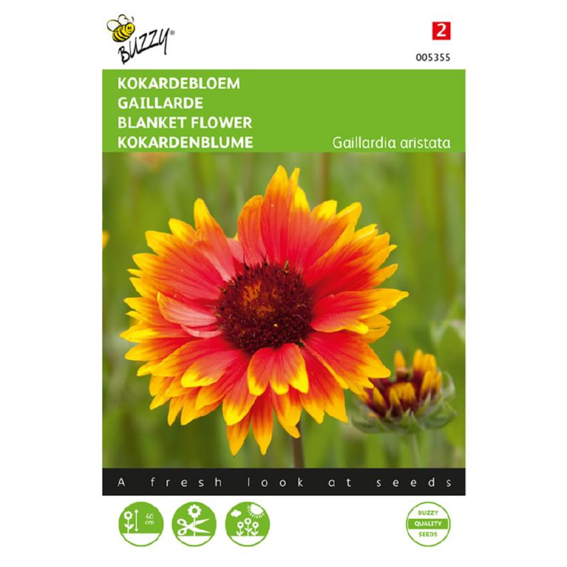 buzzy blanket flower