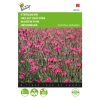 buzzy dianthus campine rose