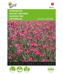 buzzy dianthus campine rose