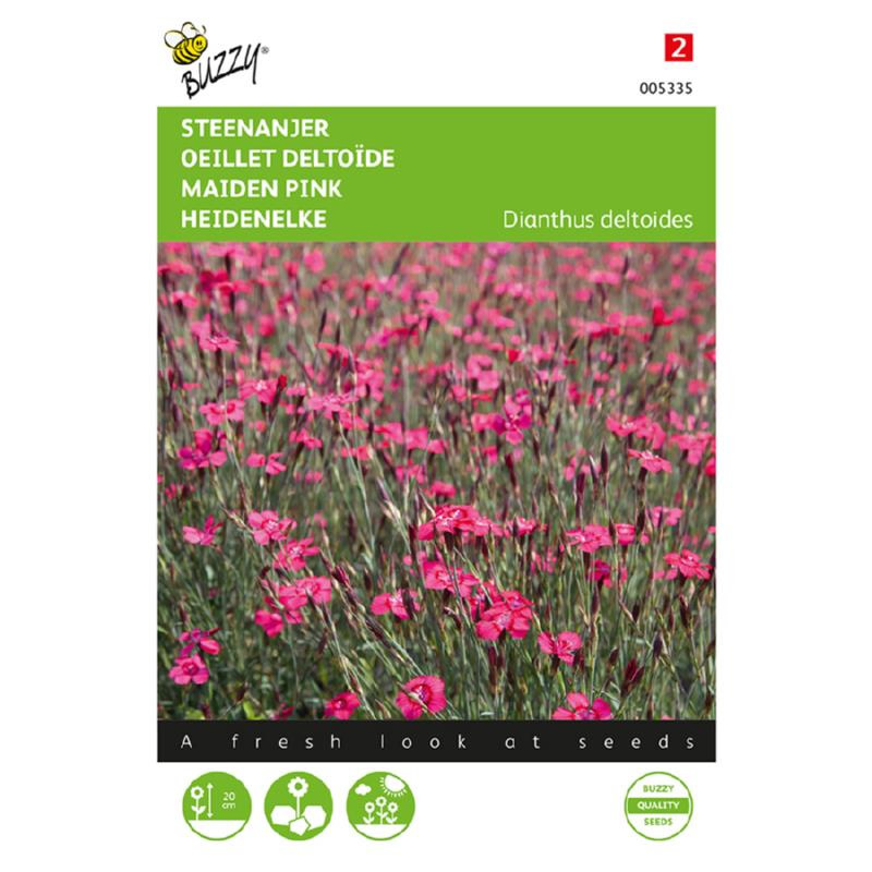buzzy dianthus campine rose