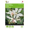 buzzy gaura sparkle white