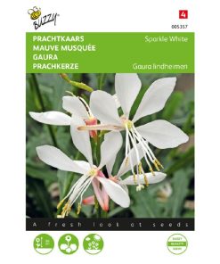 buzzy gaura sparkle white