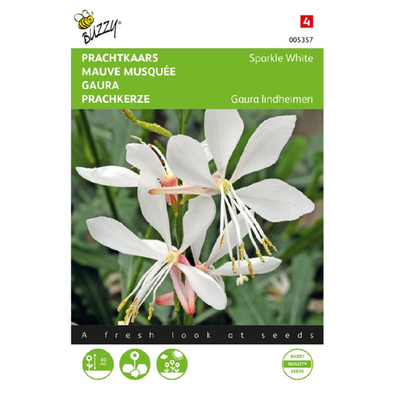 buzzy gaura sparkle white