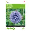 globe thistle