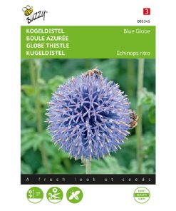 globe thistle