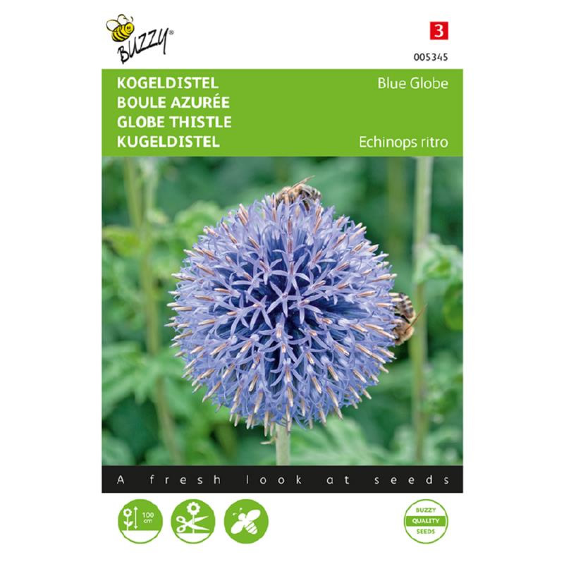 globe thistle