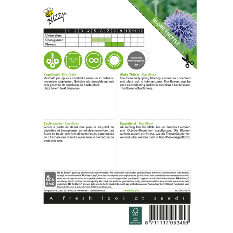 Buzzy Globe Thistle 'Blue Globe' Seeds 0.5g - Image 2